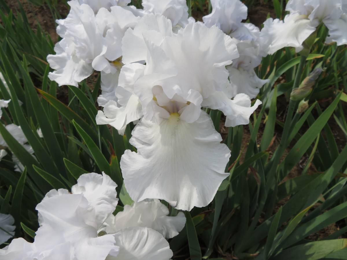  german Iris совершенно белый. прекрасный . цвет winter часы 