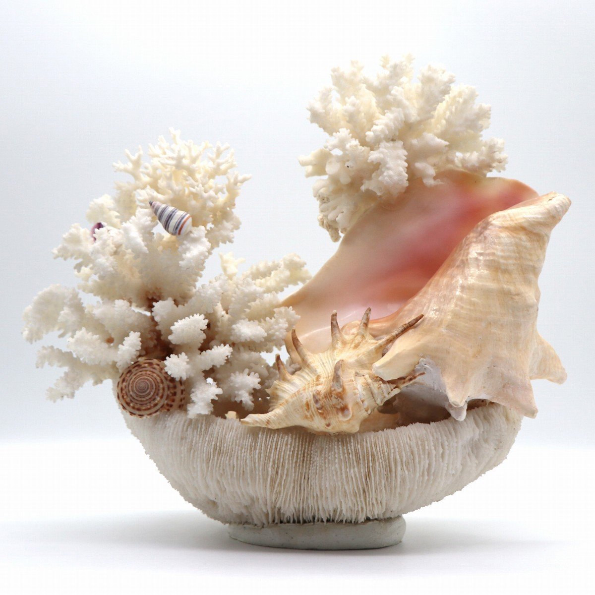 白珊瑚・サンゴ・コーラル・置物・インテリア・No.220709-28・梱包サイズ140