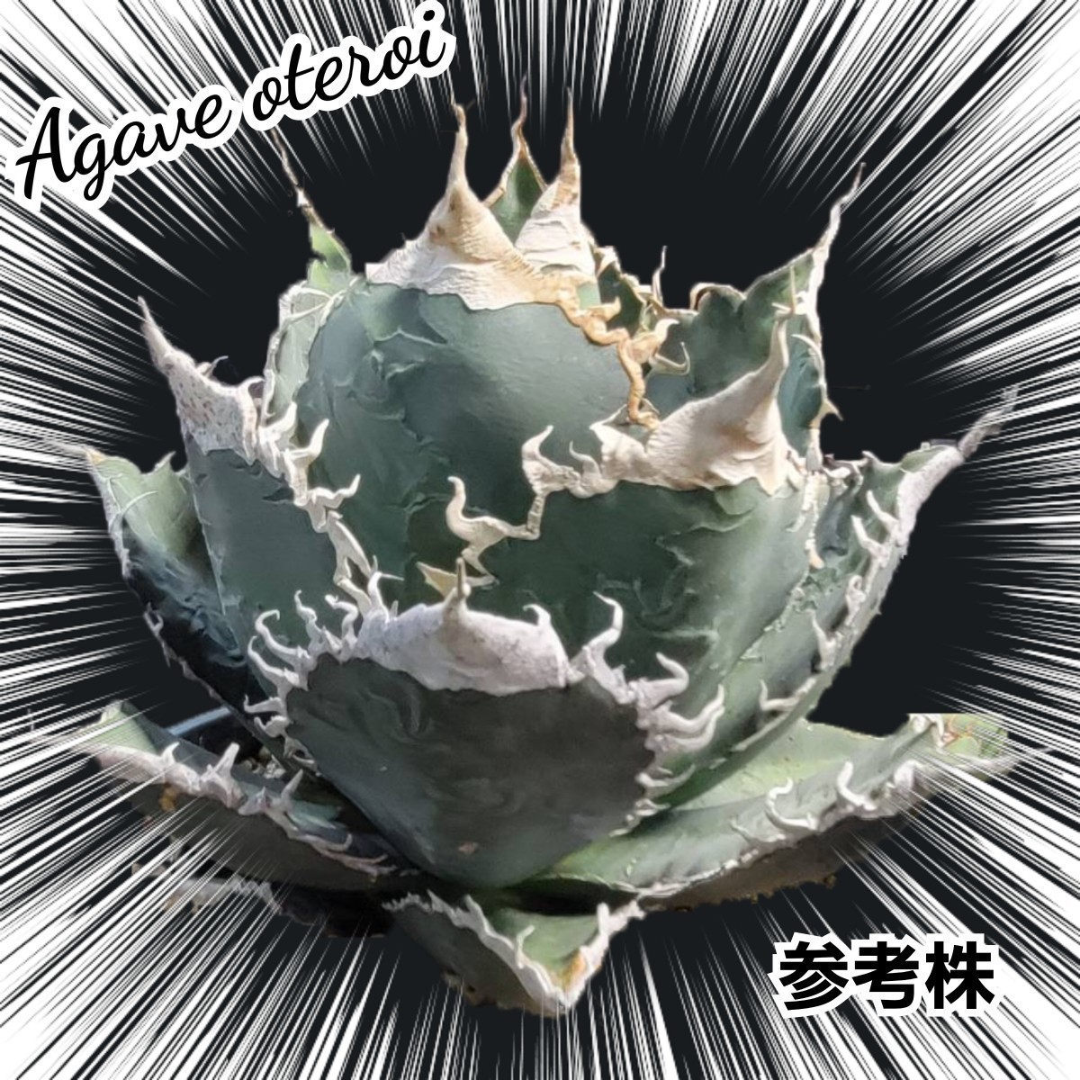 Agave oteroiseed　from Oaxaca Mexico　種子【10粒】良血統厳選　　鮮度の良い種ですので発芽率も高い！是非、実生にチャレンジください！