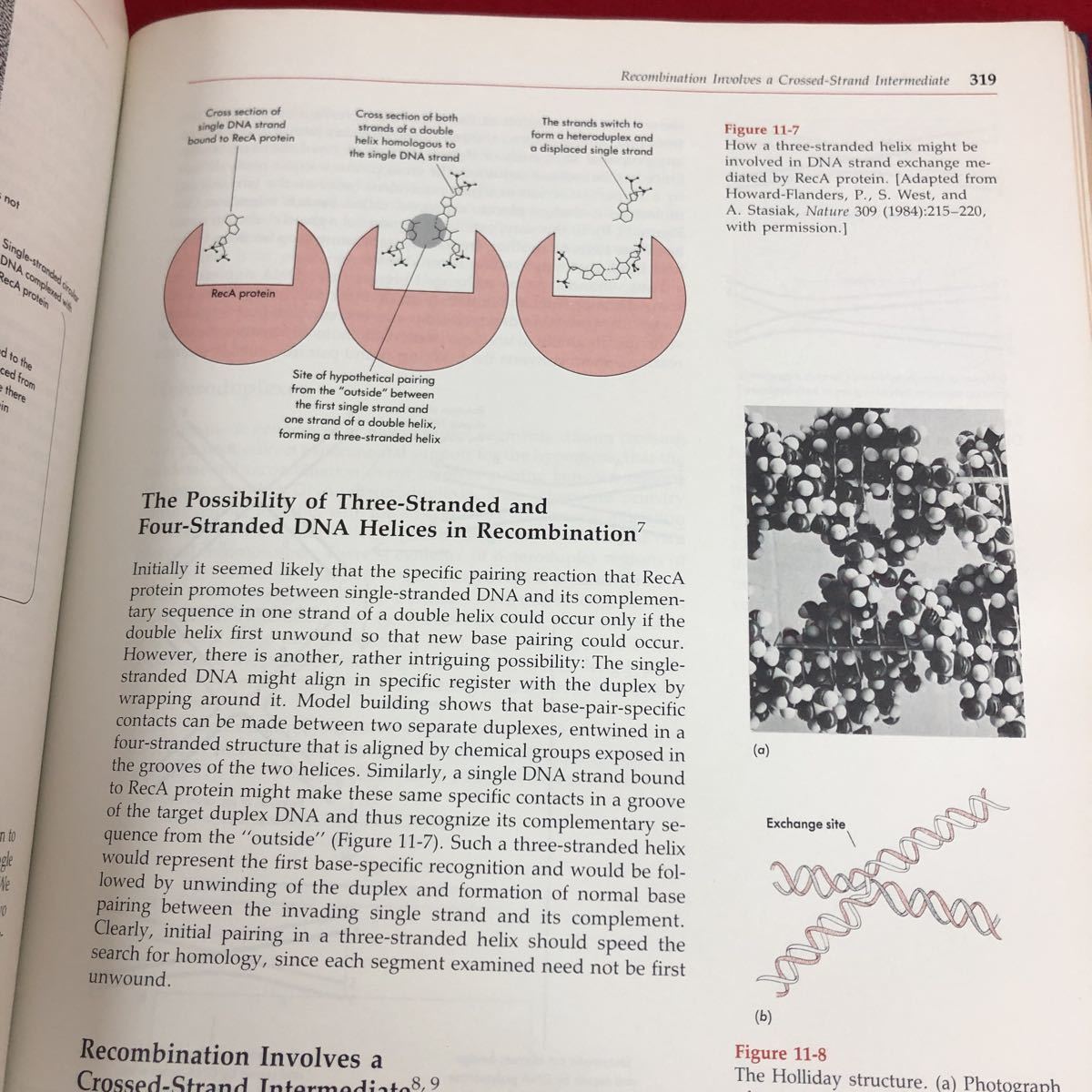 h-048 ※9 遺伝子の分子 生物学 第1巻 第4版 著者 ジェームズ・D・ワトソン など 発行日不明 未翻訳 英語 生物 遺伝子 解説 機能 化学 細胞_画像6