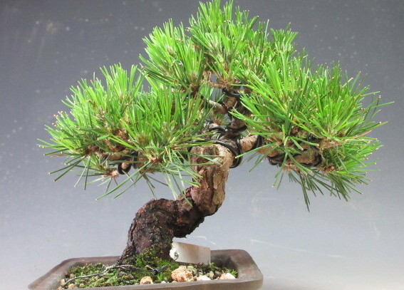 bonsai Japanese black pin [ reality goods ]3134