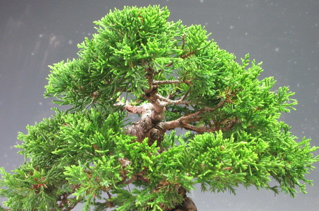  bonsai thread fish river genuine Kashiwa (517768)