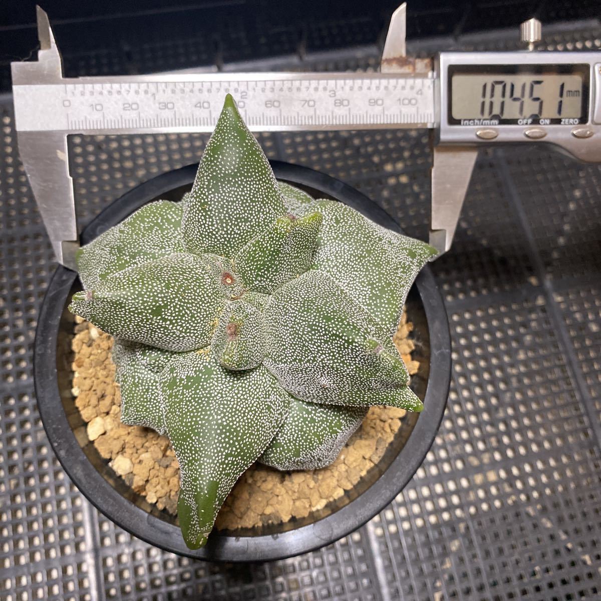 希少 ストロンギロゴナム モンストローサ 山川実生 アストロフィツム サボテン 鸞鳳玉 多肉植物 _画像6