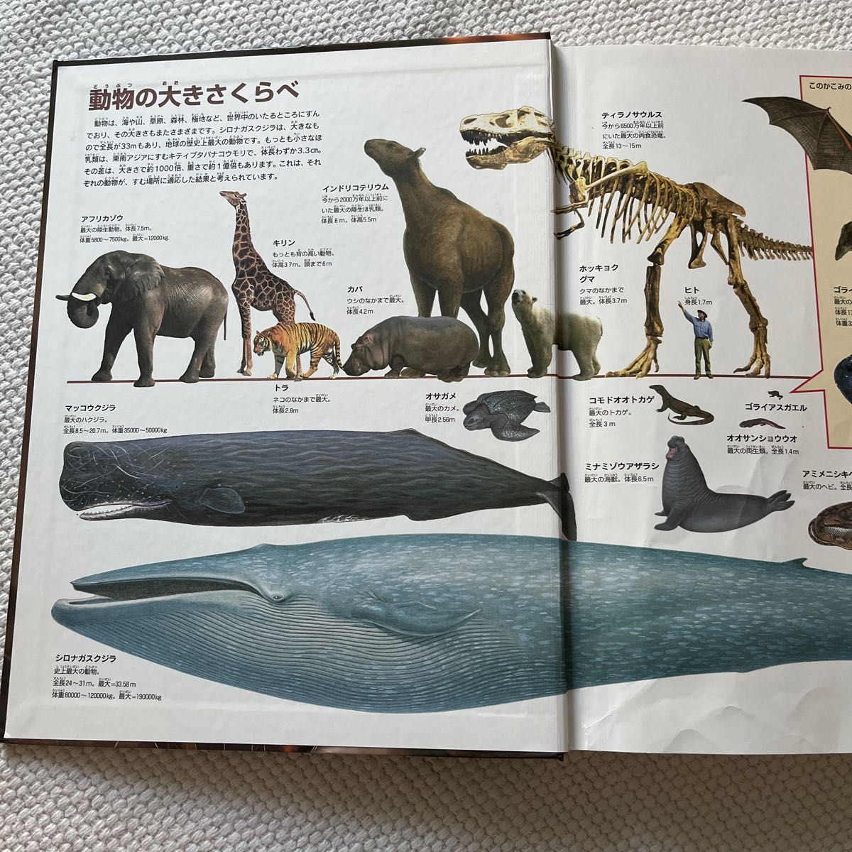 学研の図鑑 ニューワイド 動物 図鑑|Yahoo!フリマ(旧PayPay 学研の図鑑 ニューワイド 動物 図鑑|Yahoo!フリマ(旧PayPay