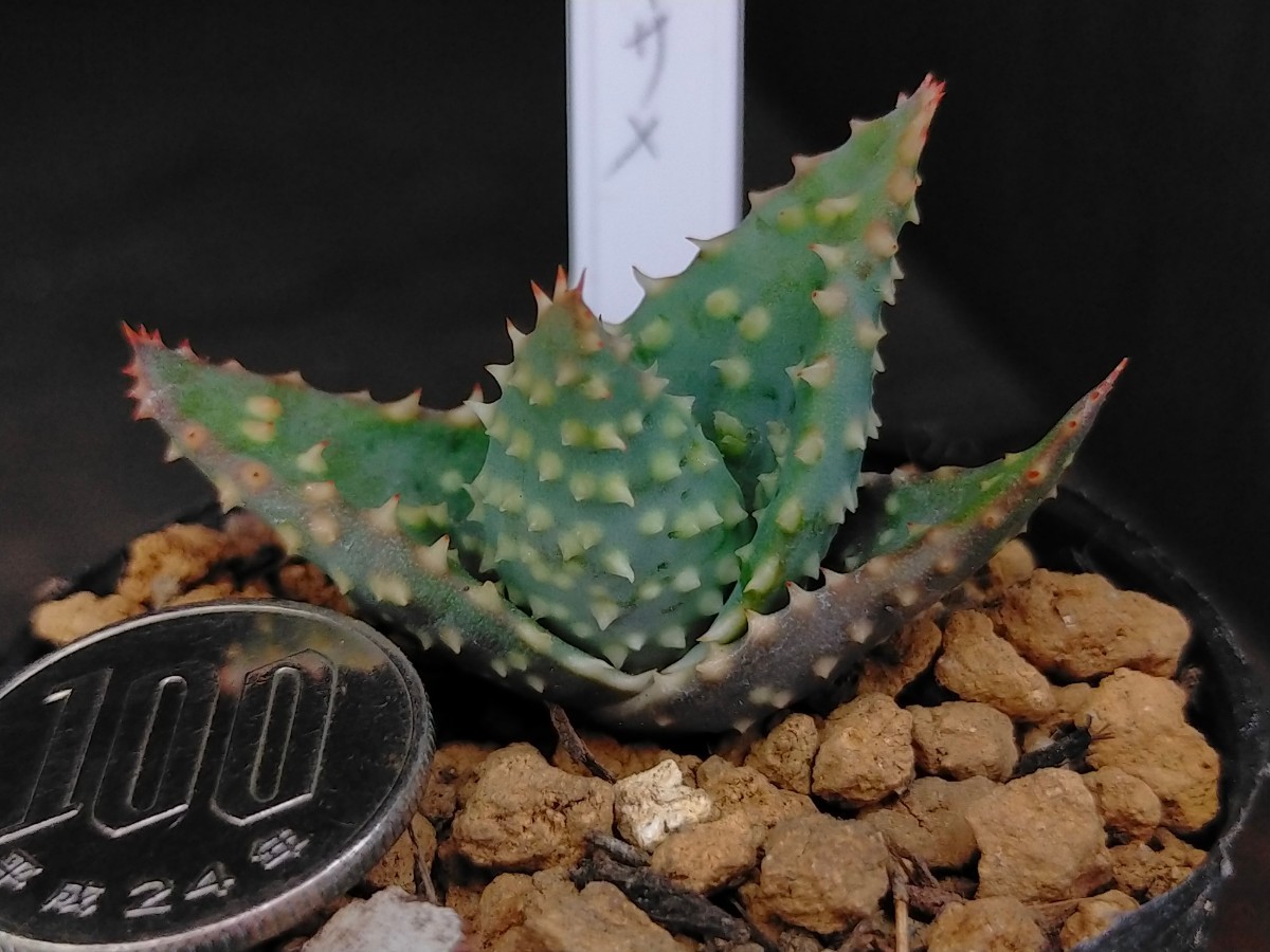 Yahoo!オークション - 鬼鮫 キズあり 多肉植物 アロエ 発根済み Yahoo!オークション - 鬼鮫 キズあり 多肉植物 アロエ 発根済み