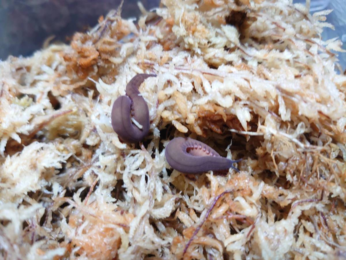 ５匹 バルバドスカギムシ 死着保証有、初心者向けセット付(餌、トビムシ、ワラジムシ、繁殖仕様の飼育方法説明) Epiperipatus barbadensis の画像1