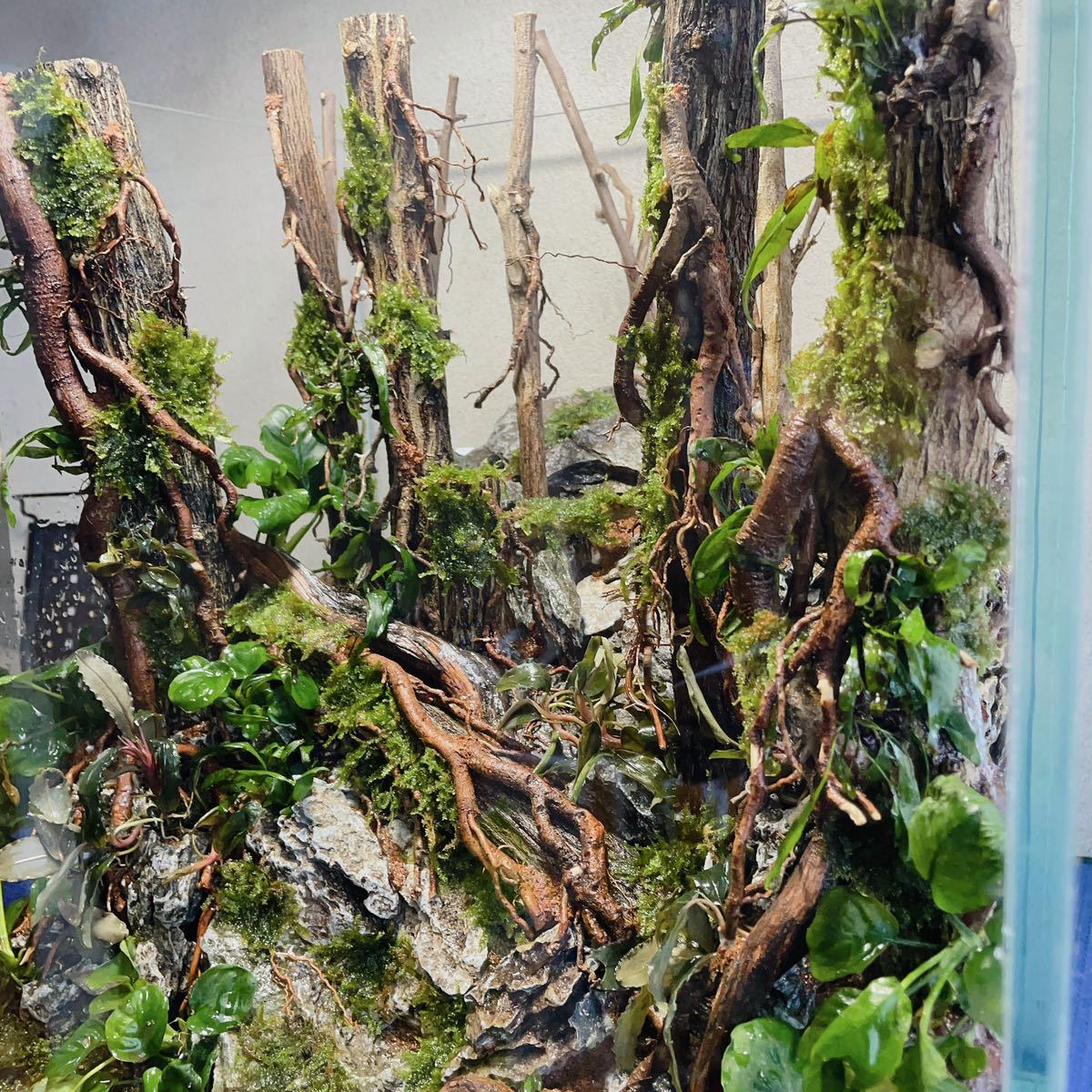 オンリーワン品】水草活着の青龍石付き流木森林型アクアリウム オンリーワン品】水草活着の青龍石付き流木森林型アクアリウム