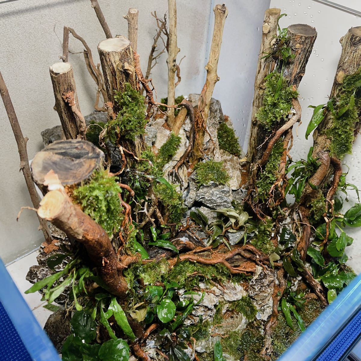 オンリーワン品】水草活着の青龍石付き流木森林型アクアリウム オンリーワン品】水草活着の青龍石付き流木森林型アクアリウム