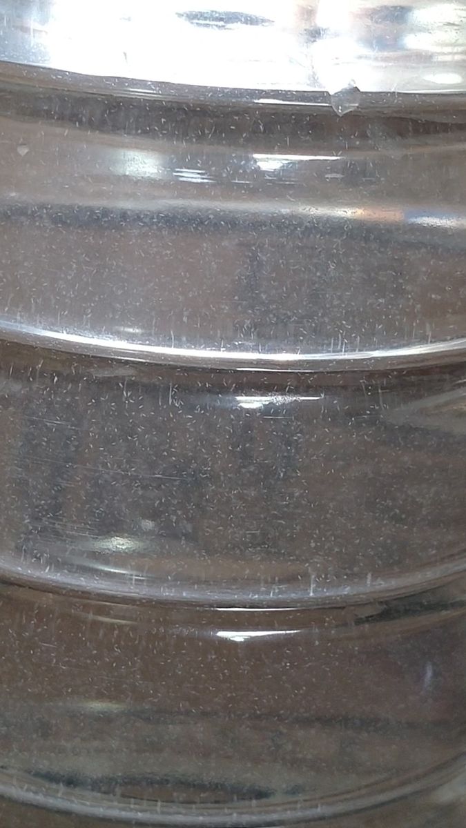 !ゾウリムシ 1200ml ペットボトル3本にて発送。メダカ めだか 金魚 ミジンコの餌に…