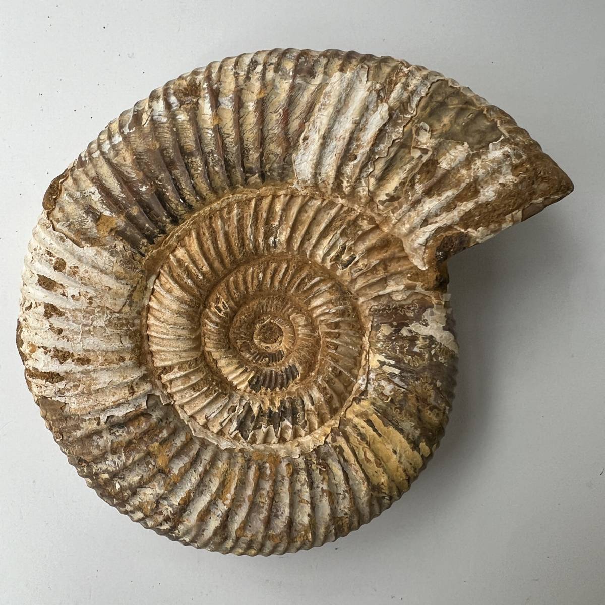 【E22304】 アンモナイト ペリスフィンクテス 化石 化石標本_画像10