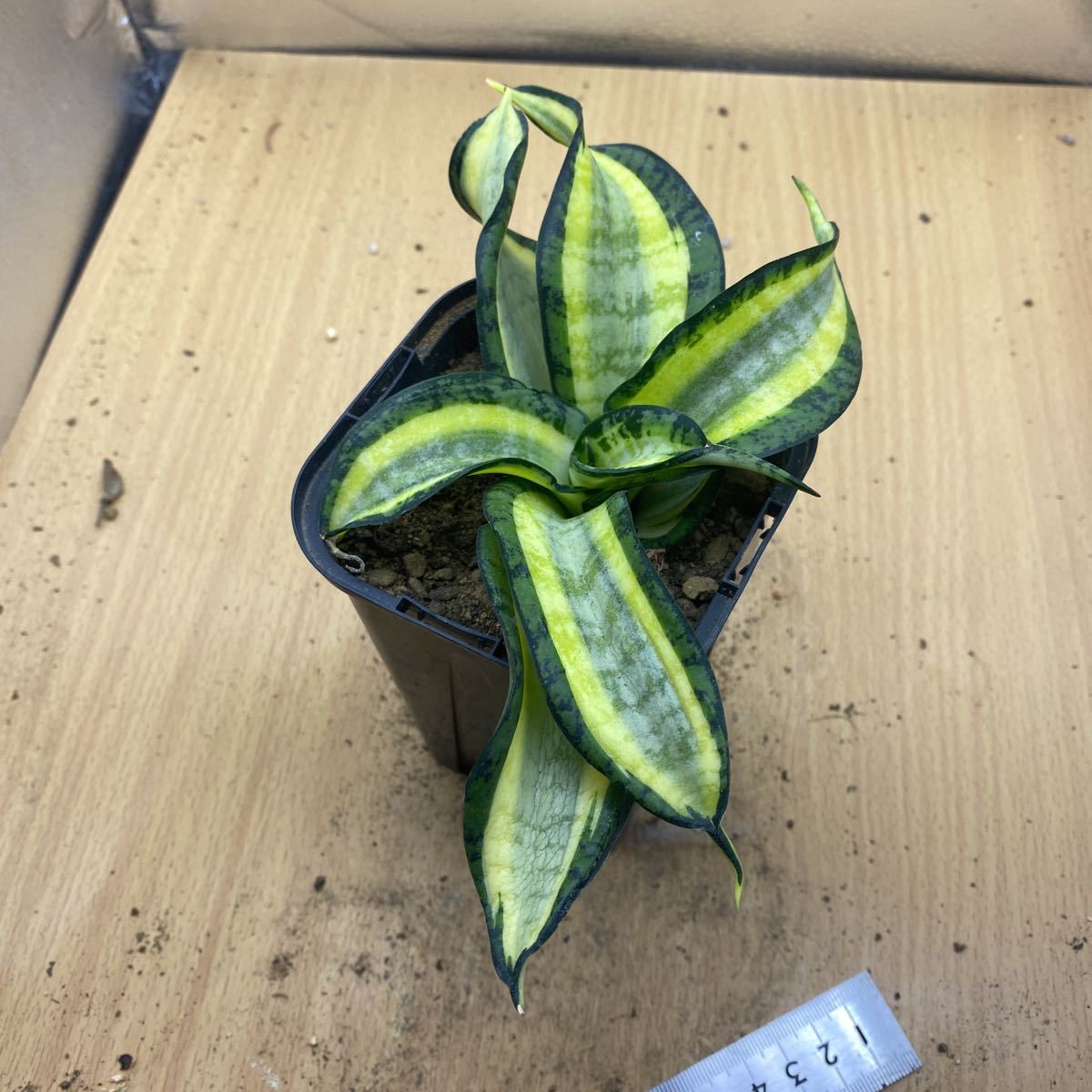 サンスベリア ゴールデンウェンディ SANSEVIERIA GOLDEN WENDY レアな　サンセベリア　多肉植物　希少種　_画像1