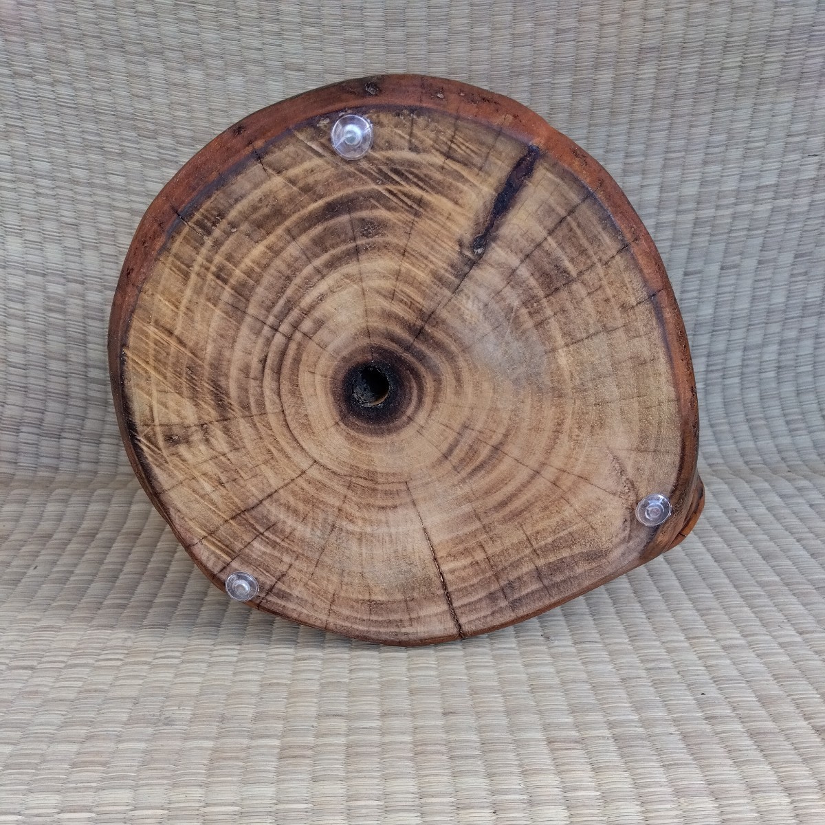 木彫りフクロウ⑤（間伐材のひのき材の自作チェンソーアート作品）直径