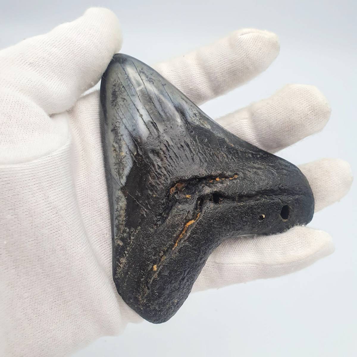 メガロドンの歯の化石 サメの歯の化石 特大-