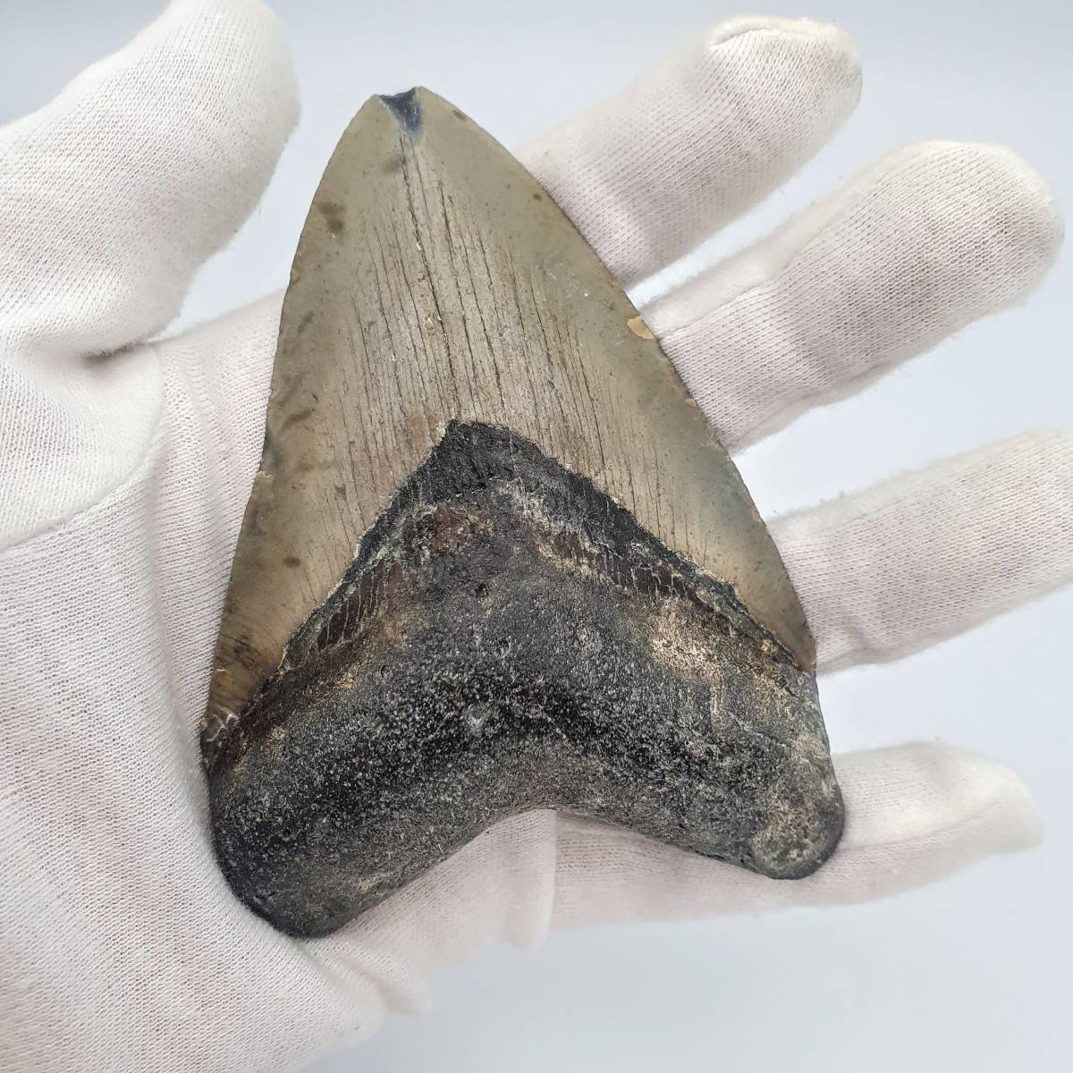 メガロドンの歯の化石 サメの歯の化石 特大-