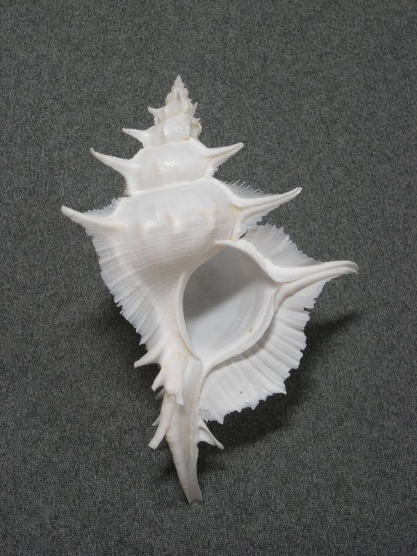 貝の標本 Siratus alabaster 134.5mm._画像2