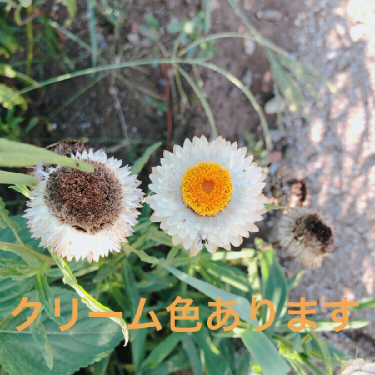 黄色 ヘリクリサムタネ 種 ムギワラギク　麦藁菊の種　タネ　今から種蒔　9月中旬～11月上旬