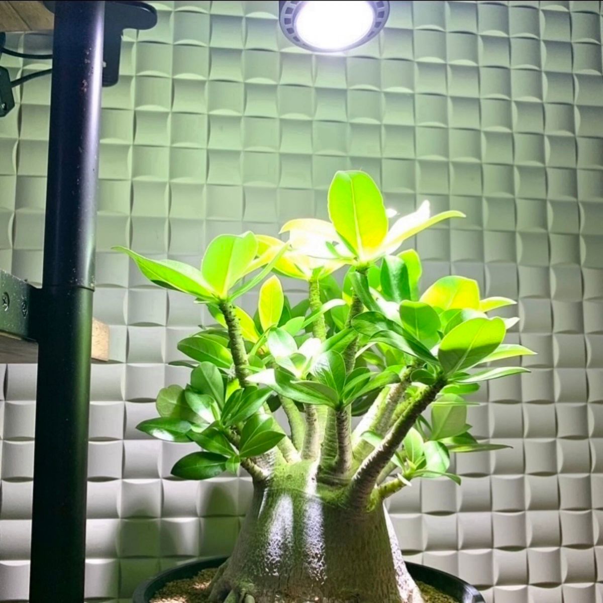 15W植物育成ライトGrowLight 6000K 2個 ライトクリップ2個|PayPayフリマ