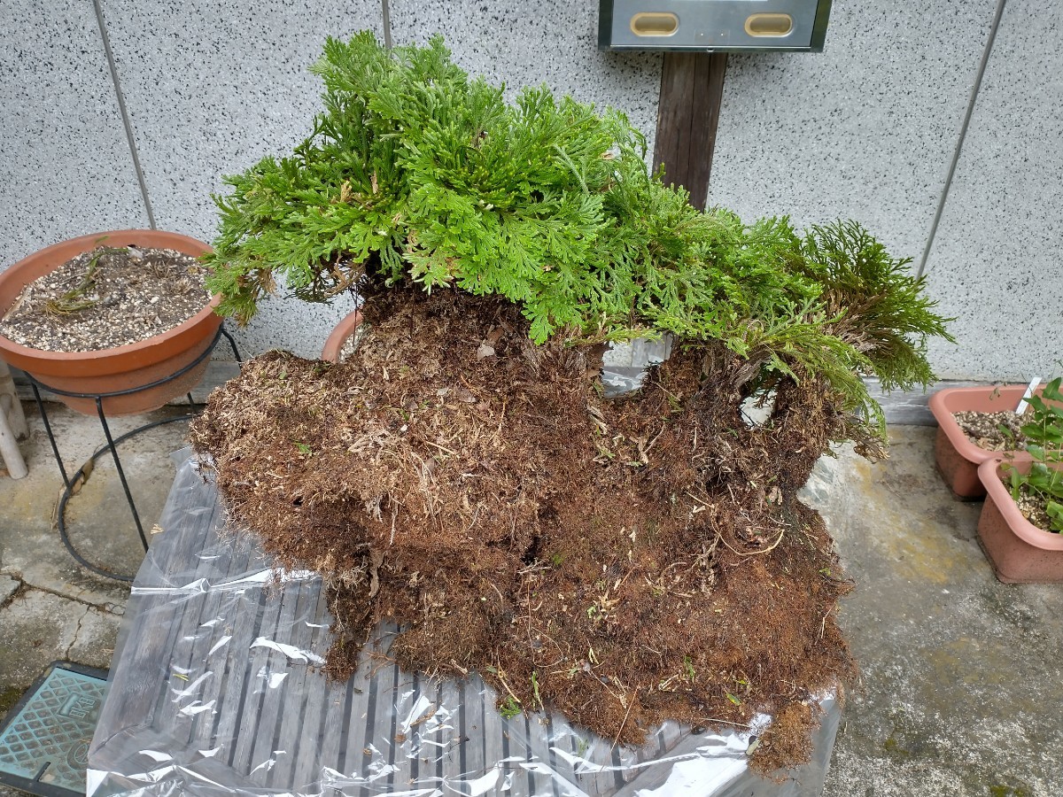 01 岩松 岩ヒバ イワヒバ 大きい株 天然 山野草 庭 盆栽 送料 01 岩松 岩ヒバ イワヒバ 大きい株 天然 山野草 庭 盆栽 送料