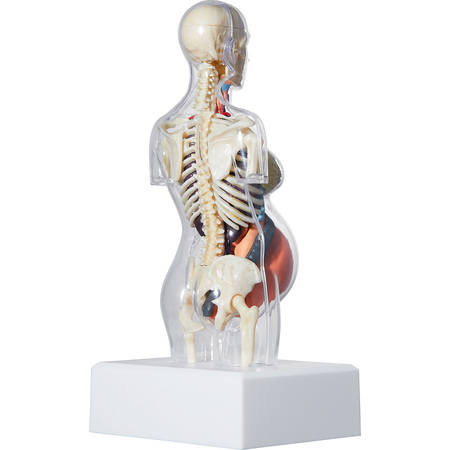 Supreme Female Anatomy Model_画像2