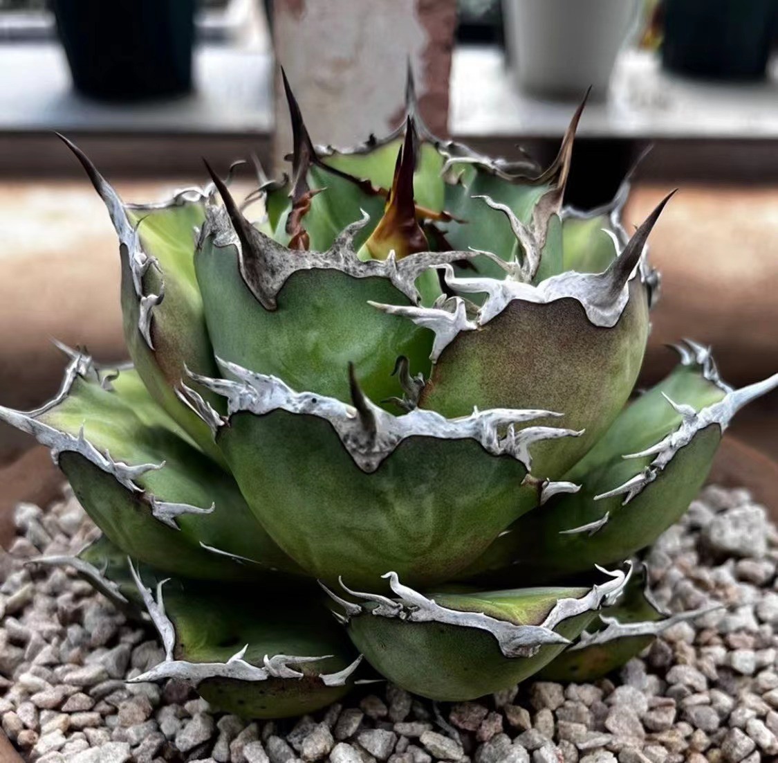 激レア高級品種】A37 アガベ チタノタ ウルヴァリン agave 金剛 激レア高級品種】A37 アガベ チタノタ ウルヴァリン agave 金剛