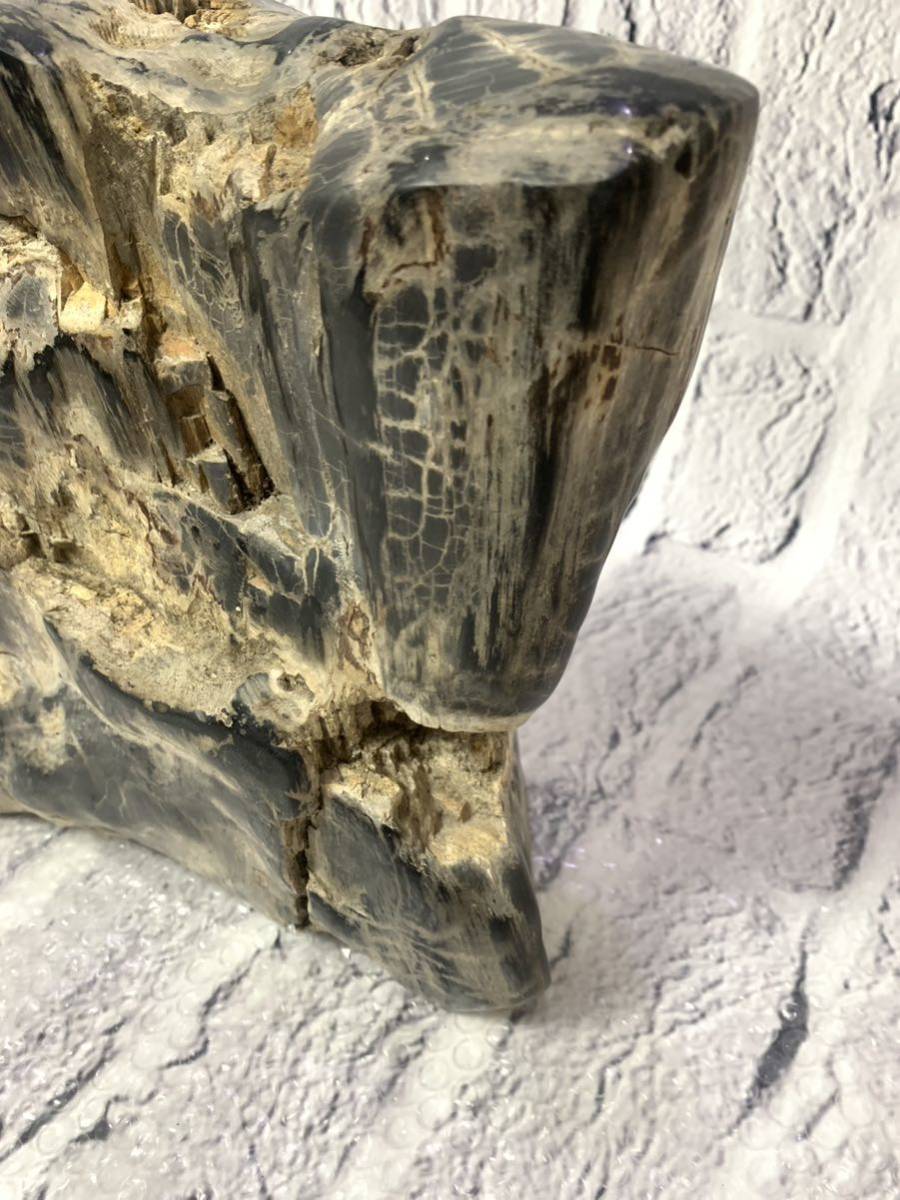 木化石 珪化木 木の化石 原石 植物標本_画像4