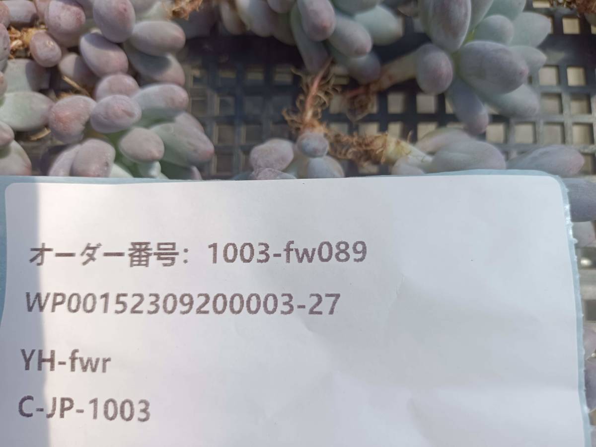 1003-fw089 オレンジスノーボール25個 多肉植物 韓国 エケベリア　（10/6発送）_画像3