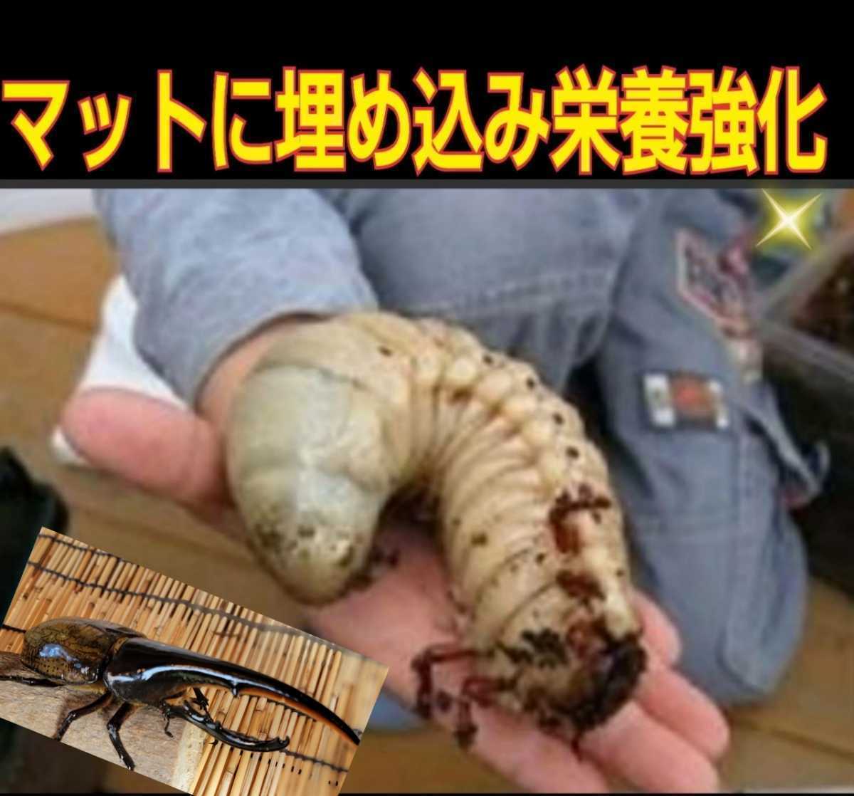 カブトムシ幼虫の栄養強化に抜群　特大3500cc☆キクラゲ菌床【2個】ブロックのままマットに埋め込むだけ！　クワガタの産卵床にも使える！_画像4