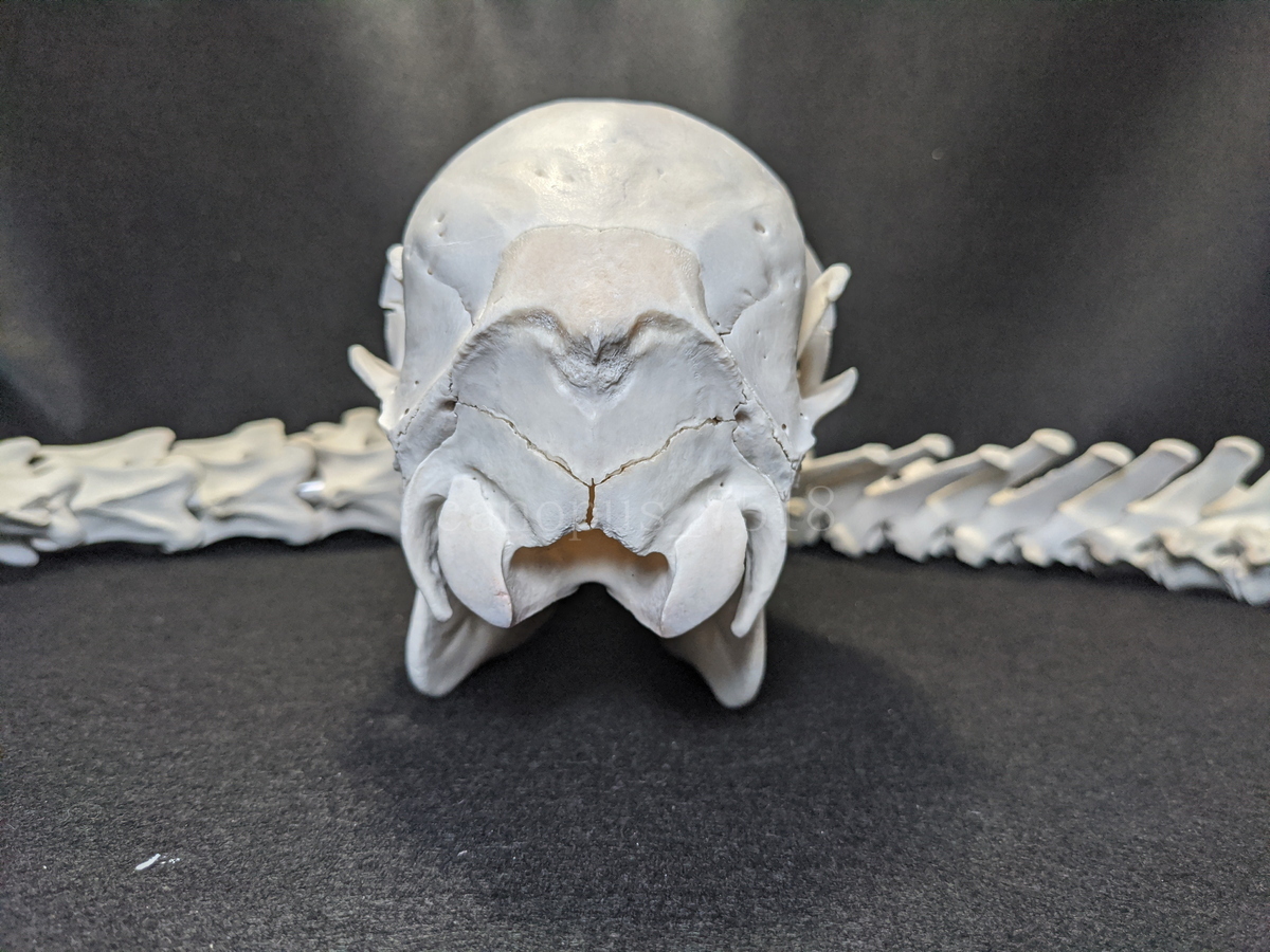 雌鹿の頭骨と脊椎 20230206 骨格標本 メス シカ インテリア スカル トロフィー 骨格標本 頭蓋骨 頭骨標本 鹿 頭 骨_画像7