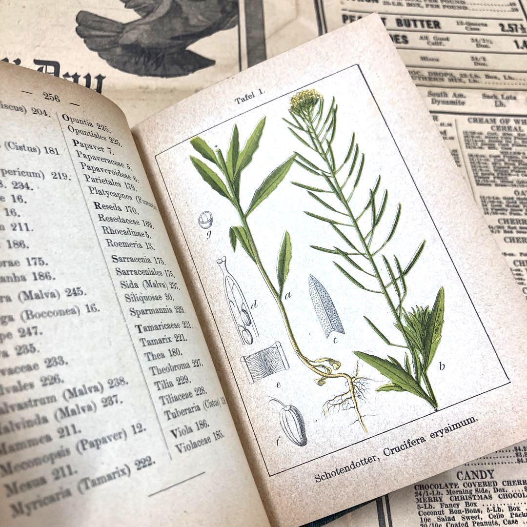 【限定SALE4980→3980円】J.Sturm Flora von No.6 ドイツ アンティーク植物図鑑 石版画 植物解剖図 ボタニカル ヤーコブ・シュトルムの画像5