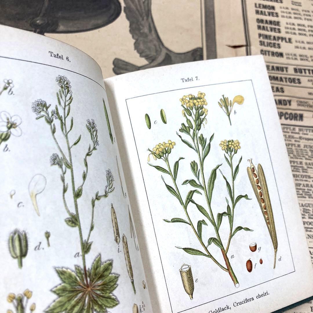 【限定SALE4980→3980円】J.Sturm Flora von No.6 ドイツ アンティーク植物図鑑 石版画 植物解剖図 ボタニカル ヤーコブ・シュトルムの画像3