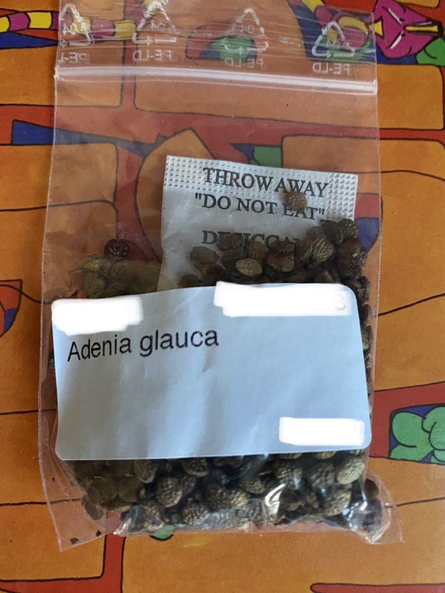 Adenia glauca　アデニア グラウカ　種　3粒_画像1