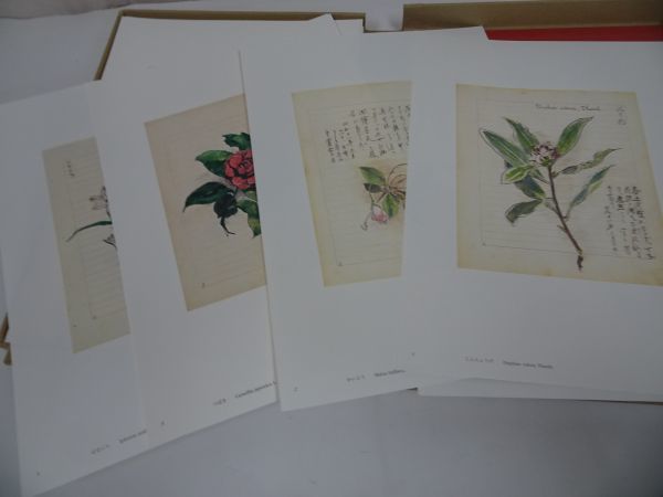*[ new 100 flower . 100 selection ] map version 100 point .. booklet attaching / tree under . Taro / Iwanami bookstore /2001 year issue 