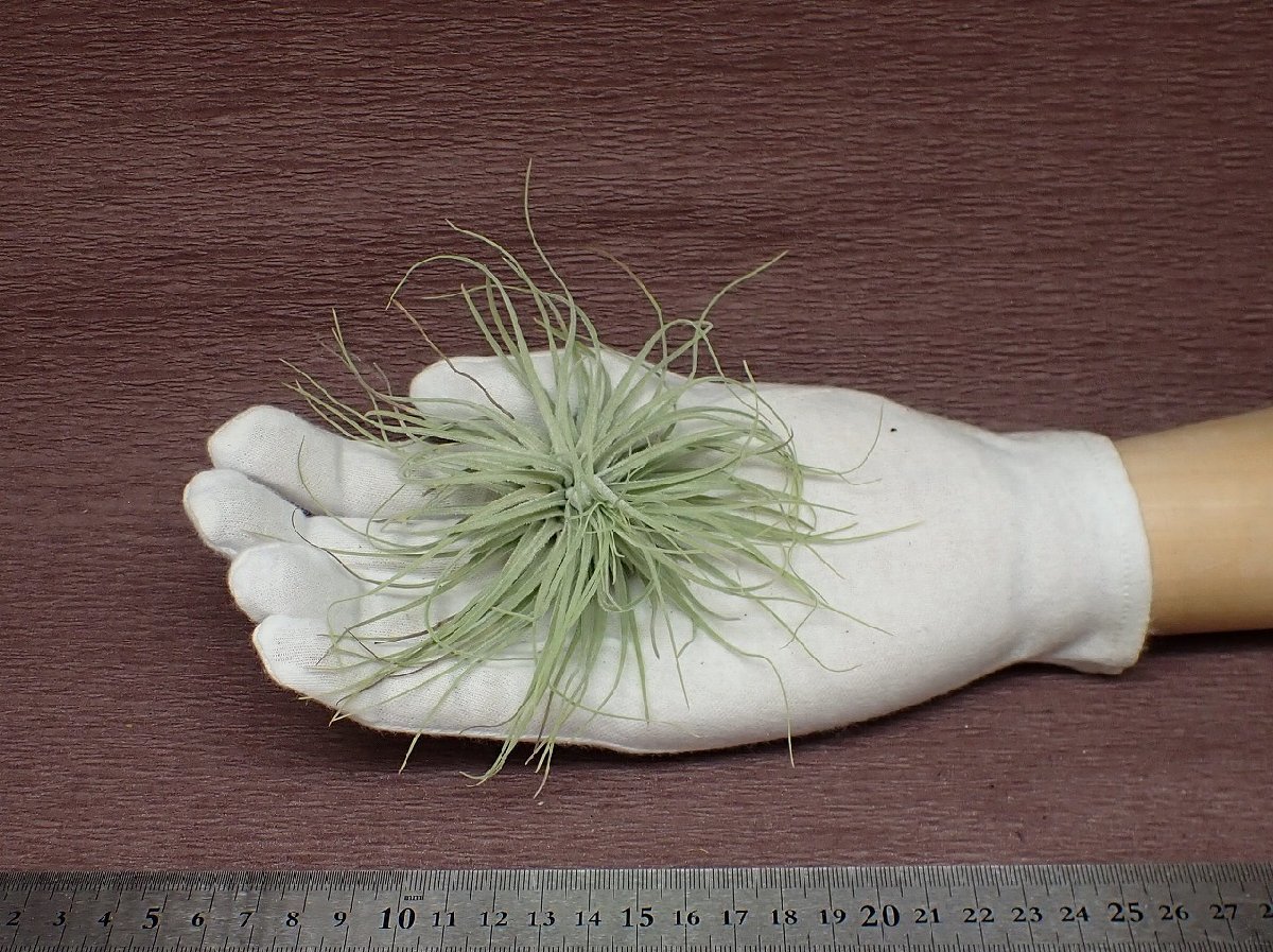 Tillandsia magnusiana チランジア・マグヌシアーナ★エアプランツEP★第四種送料別途★税別1円～!!_画像1