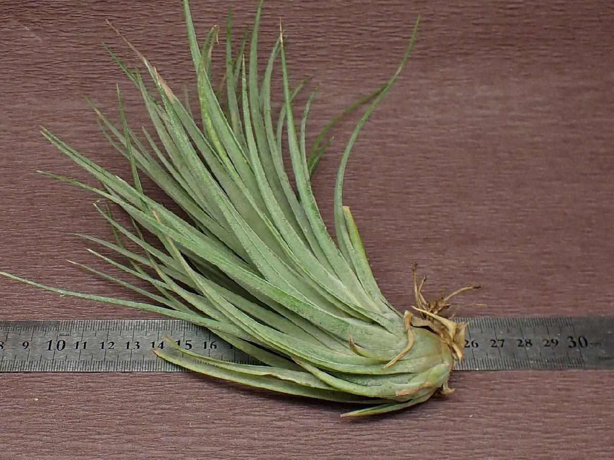 Tillandsia nidus チランジア・ニドゥス★エアプランツTI★第四種送料別途★税別1円～!!_画像2