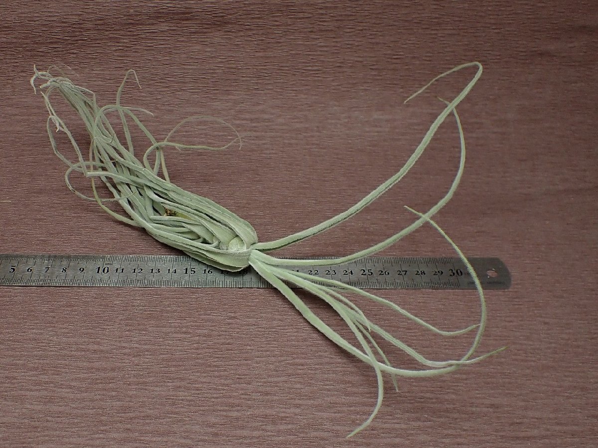 Tillandsia mallemontii チランジア・マレモンティ★エアプランツEP★第四種送料別途★税別1円～!!_画像3