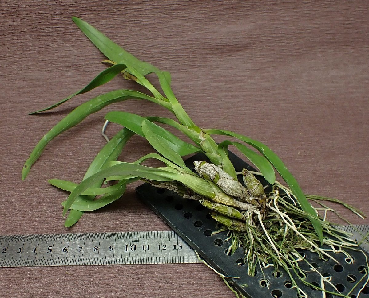 Dendrobium capillipes デンドロビウム・カピリペス★ラン苗★第四種送料別途★税別1円～!!_画像3