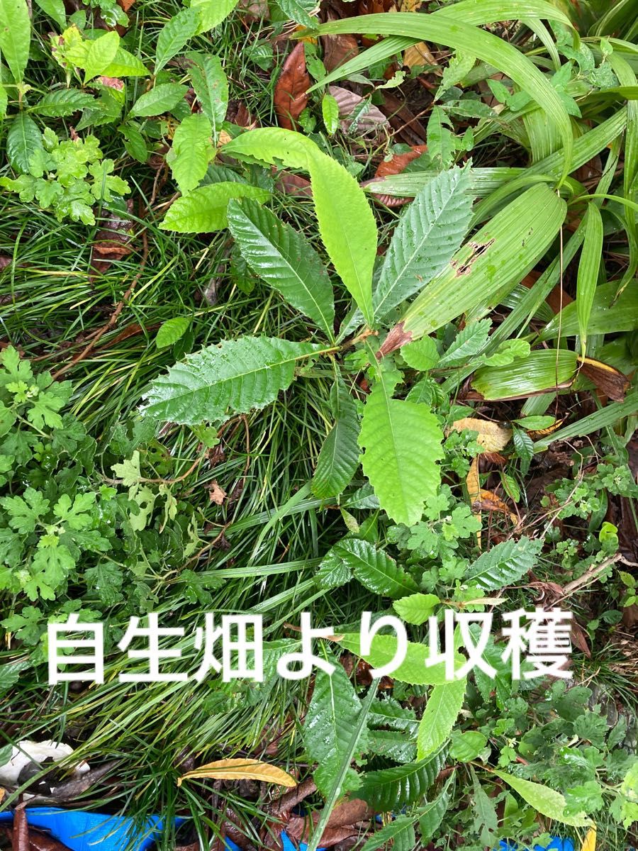「収穫発送」びわ　苗木　山野草　園芸　果物　ガーデン　観葉植物