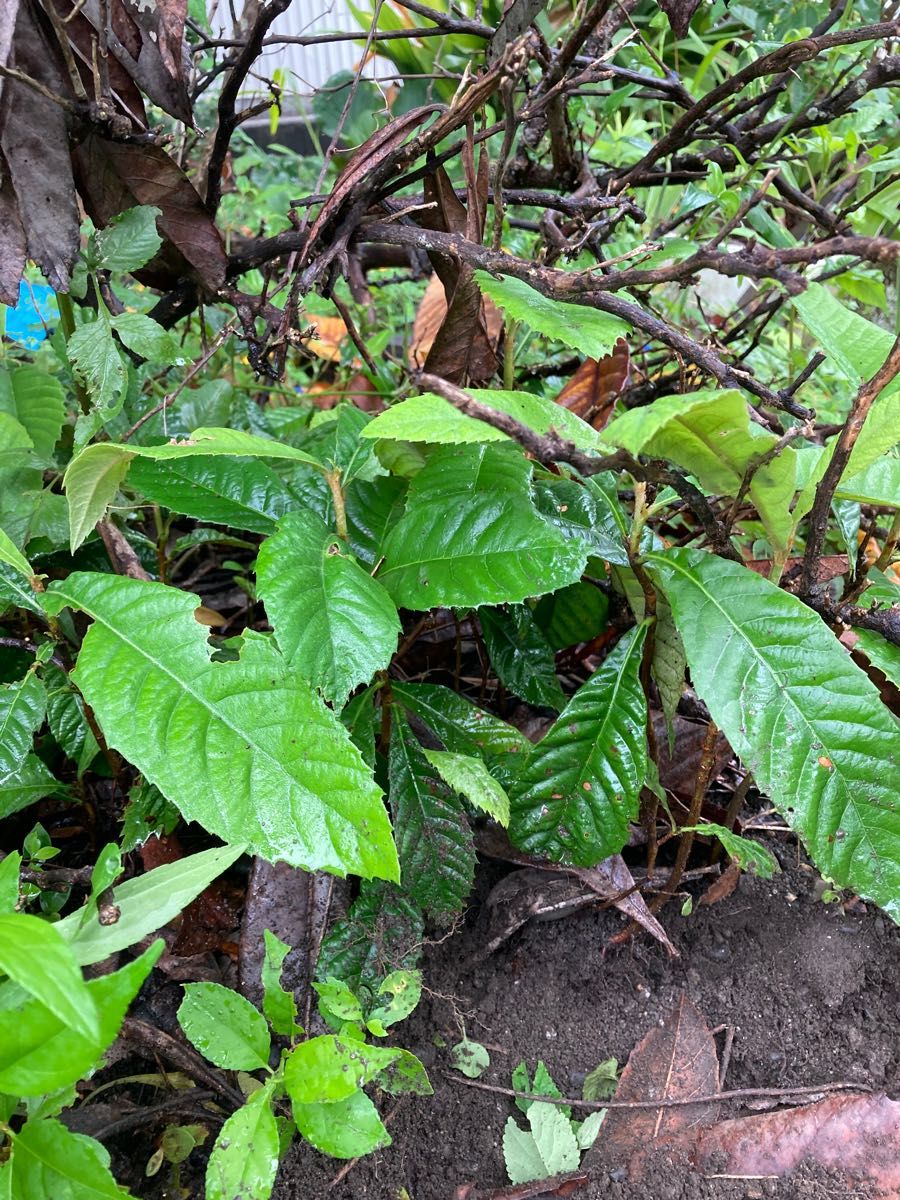 「収穫発送」びわ　苗木　山野草　園芸　果物　ガーデン　観葉植物