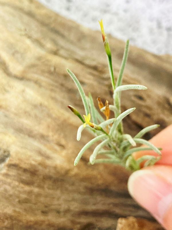 [Frontier Plants]chi Ran jia*ka pillar squirrel * type 4 T. capillaris Type 4 air plant brome rear 