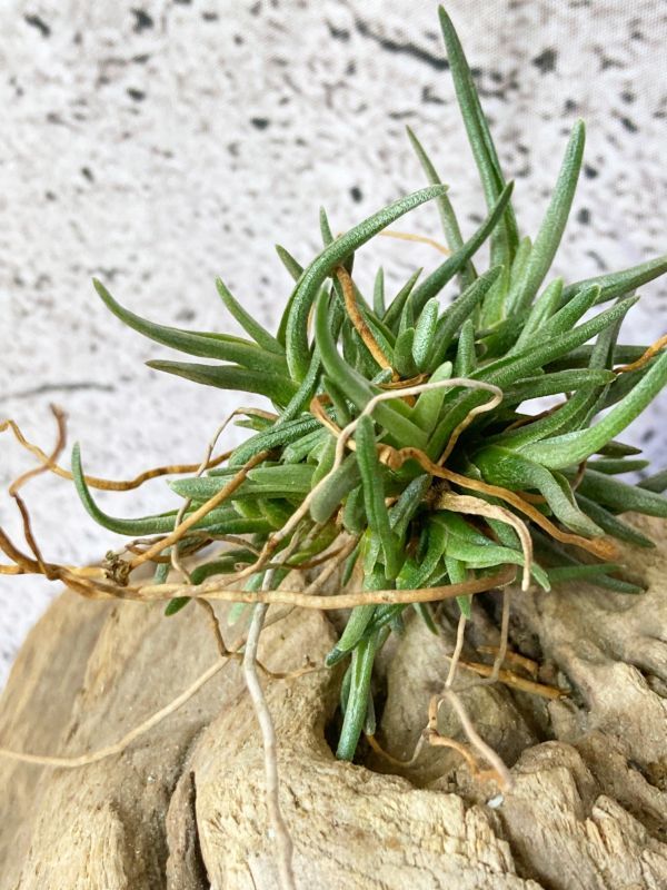 【Frontier Plants】チランジア・アルベルティアナ T. albertiana エアープランツ ブロメリア_画像1