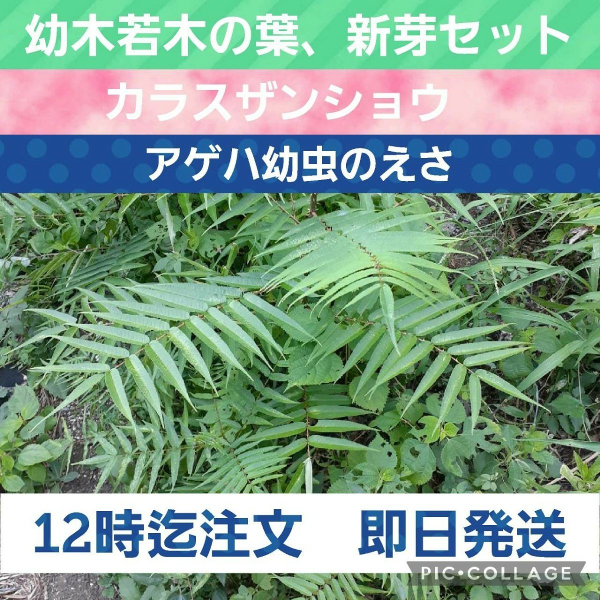 アゲハ幼虫の餌 天然 カラスザンショウ 幼木 若木 新鮮 枝付き