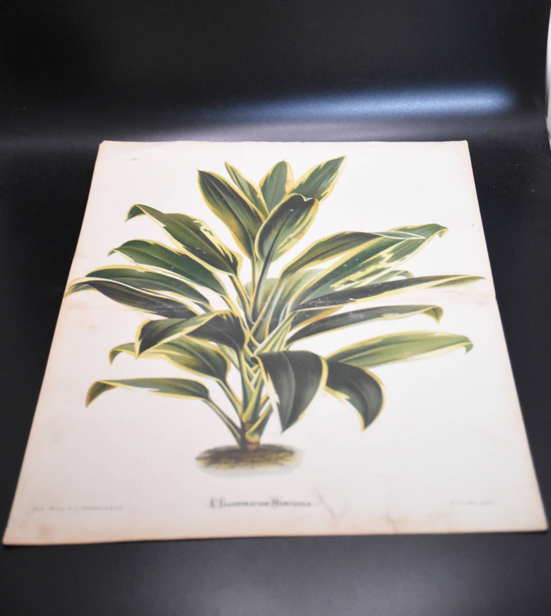 フランスアンティーク 博物画 植物画『L’ILIUSTRATION　HPRTICOLE』 多色刷り石版画　ボタニカルアート_画像2