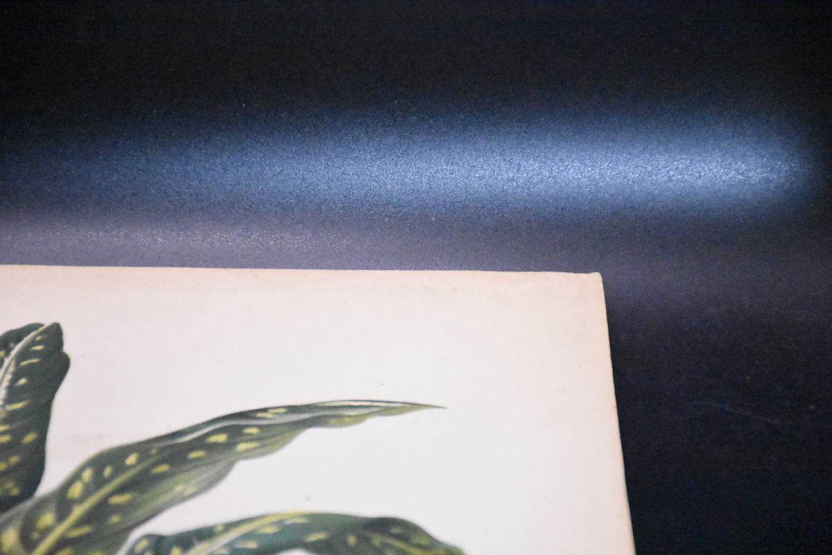 フランスアンティーク 博物画 植物画『l’lＬLUSTRATION　HORTICLE』 多色刷り石版画　ボタニカルアート_画像4