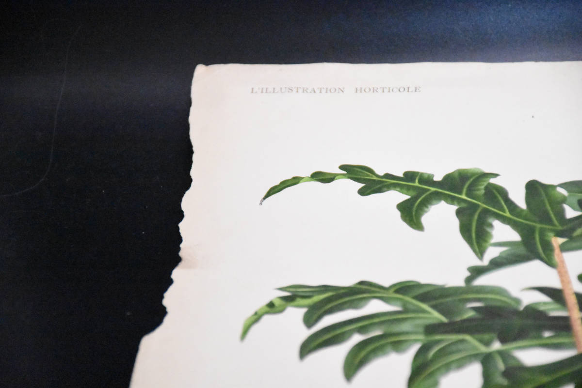フランスアンティーク 博物画 植物画『SCHIZOCASIA　REDNIERI』 多色刷り石版画　ボタニカルアート_画像3