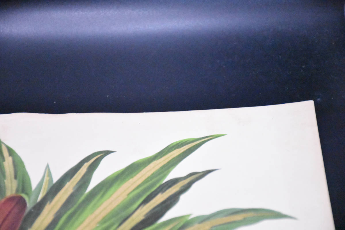 フランスアンティーク 博物画 植物画『』KAMEPEFERIA ORNATA 多色刷り石版画　ボタニカルアート_画像4