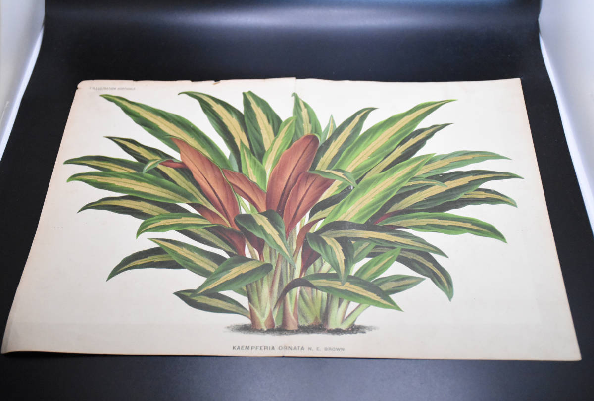 フランスアンティーク 博物画 植物画『』KAMEPEFERIA ORNATA 多色刷り石版画　ボタニカルアート_画像2
