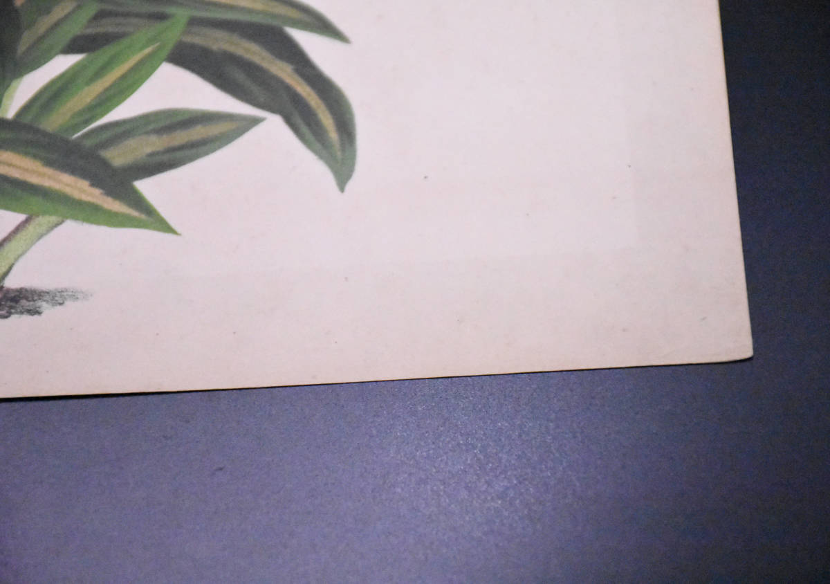 フランスアンティーク 博物画 植物画『』KAMEPEFERIA ORNATA 多色刷り石版画　ボタニカルアート_画像6