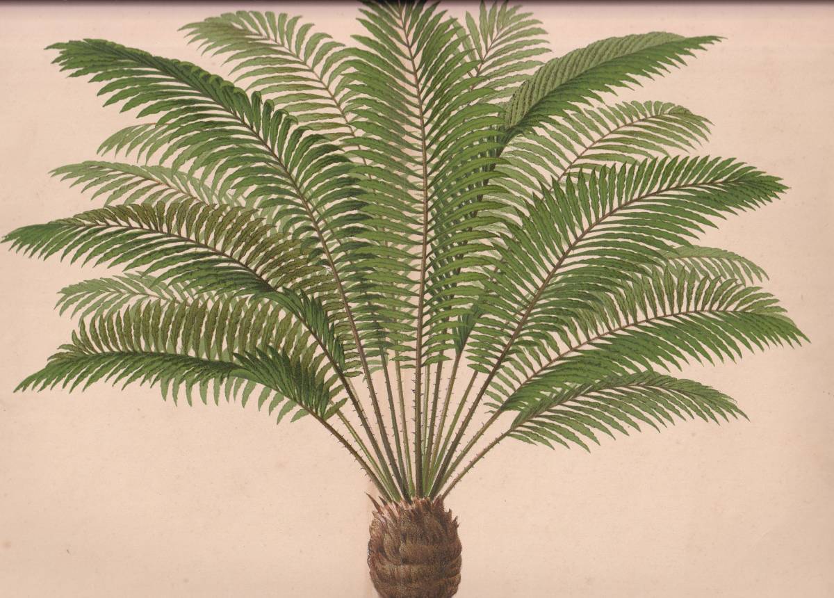 フランスアンティーク 博物画 植物画『ZAMIA　TONKINENSIS　LIND』 多色刷り石版画　ボタニカルアート_画像1