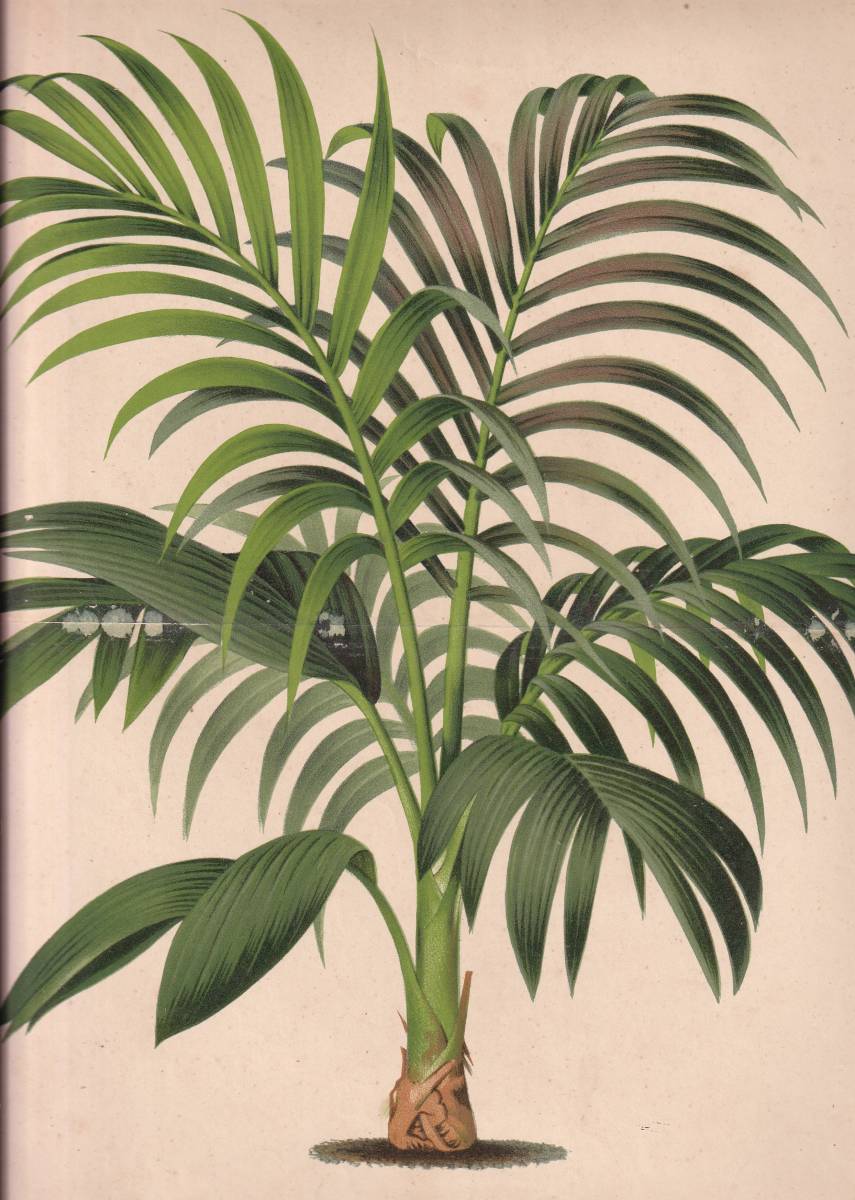 フランスアンティーク 博物画 植物画『KENTIA　LUCIANI』 多色刷り石版画　ボタニカルアート