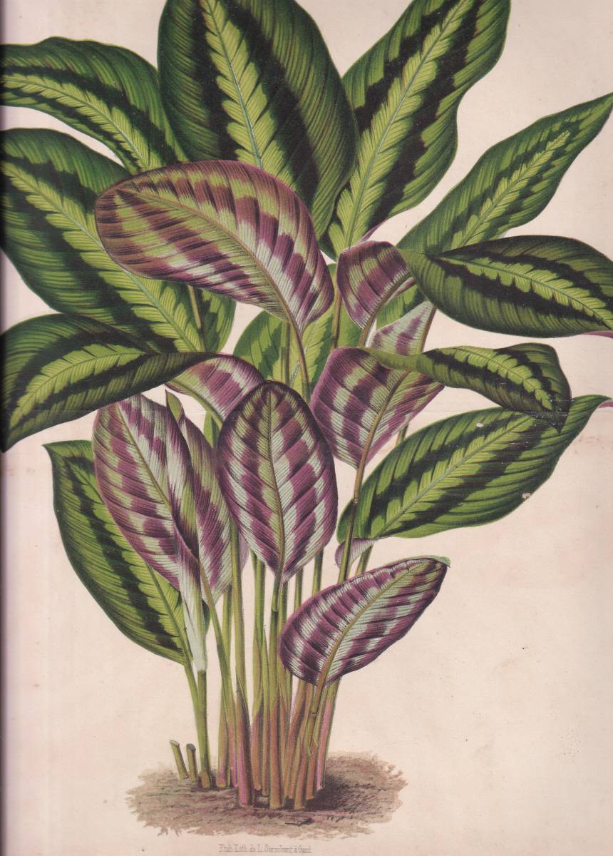 フランスアンティーク 博物画 植物画『CALATHEA　LINDENI』 多色刷り石版画　ボタニカルアート_画像1